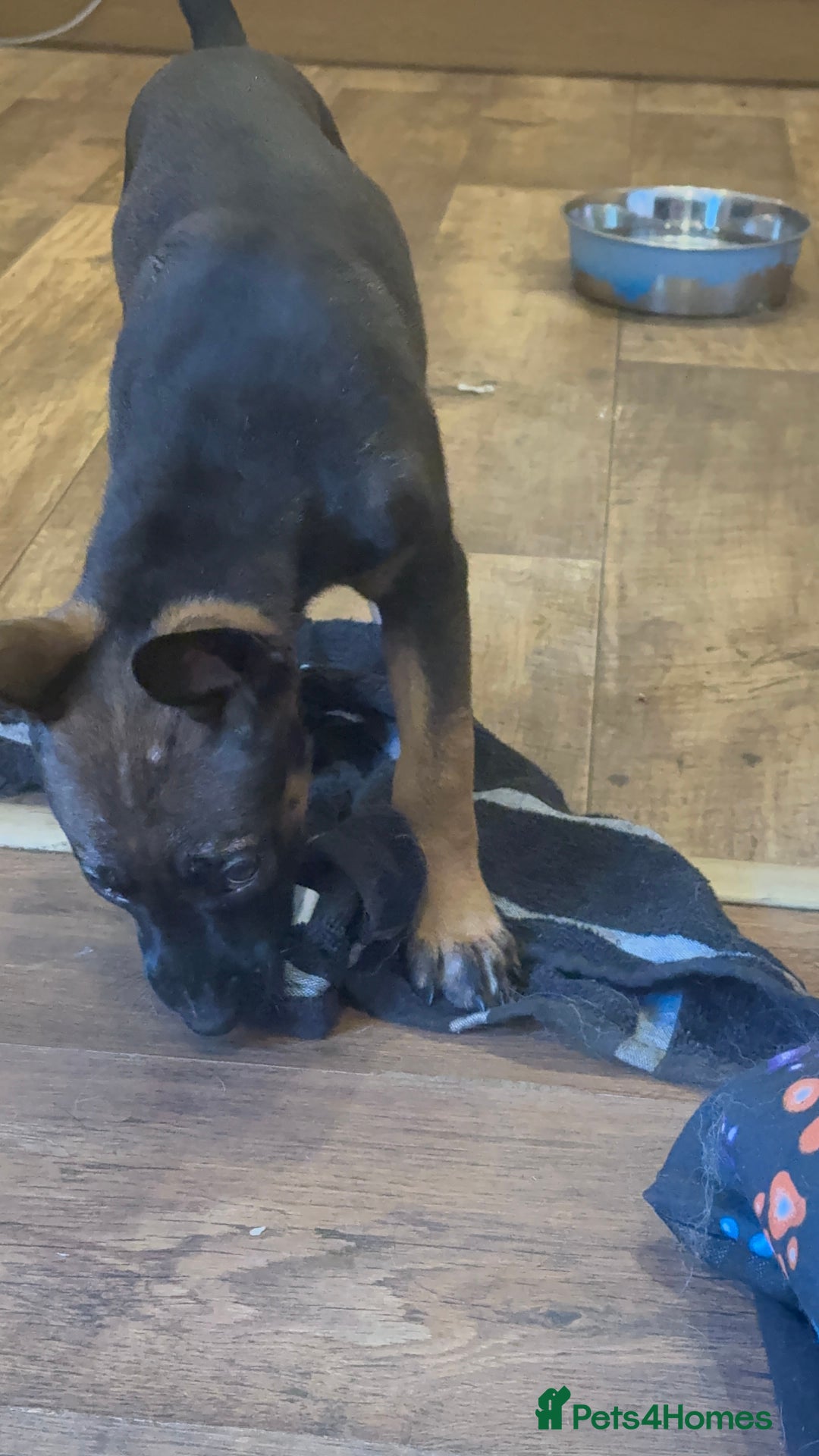Belgian Shepherd Dog dogs for sale: Belgian Malinois  - Image 2