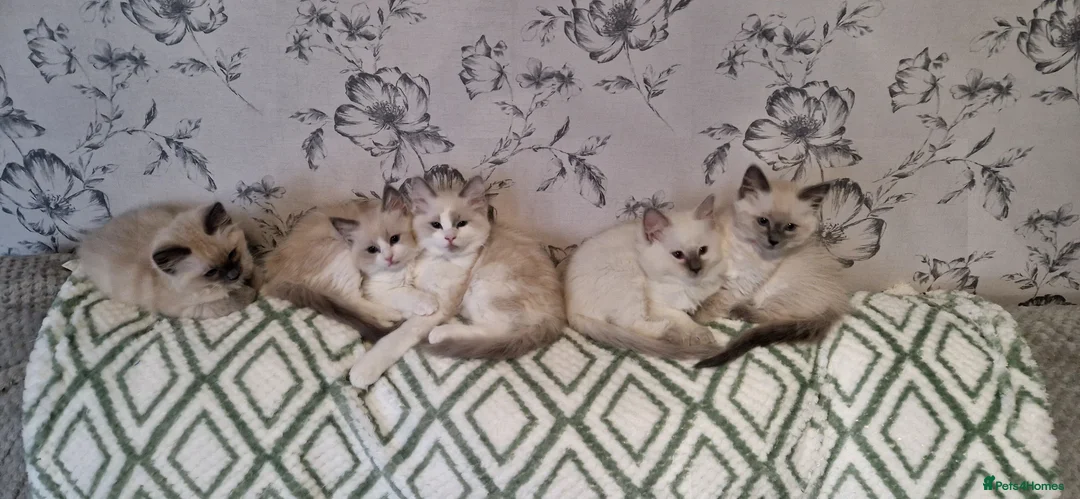 Ragdoll cats for stud: *stud*Gccf & tica entire active bluepoint ragdoll in Oldham - Advert 23