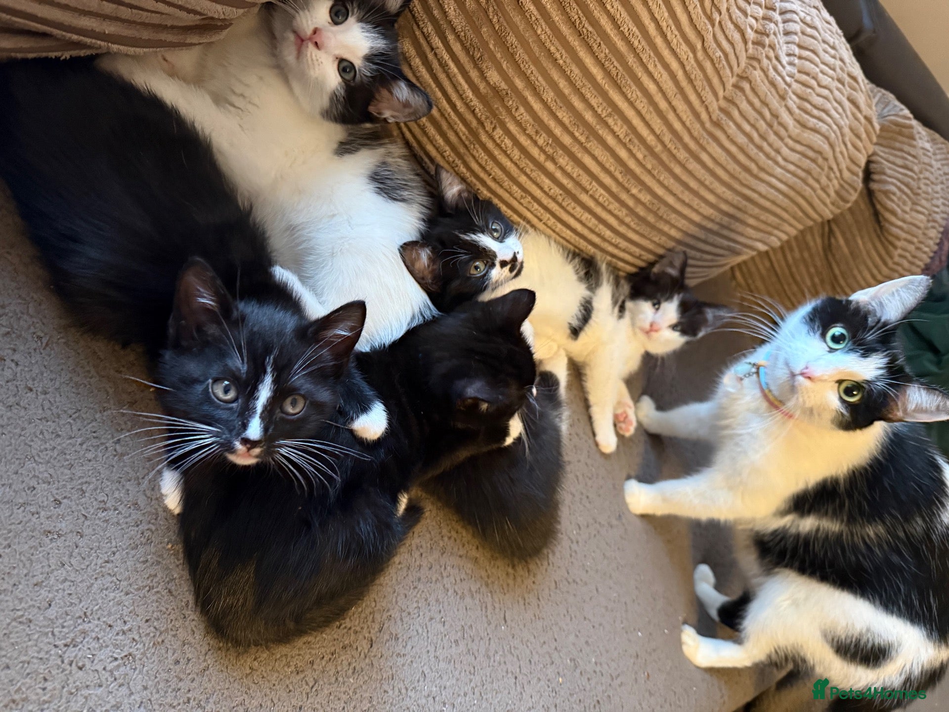 Domestic Shorthair cats 5 adorable kittens – 3 boys and 2 girls - Advert 12