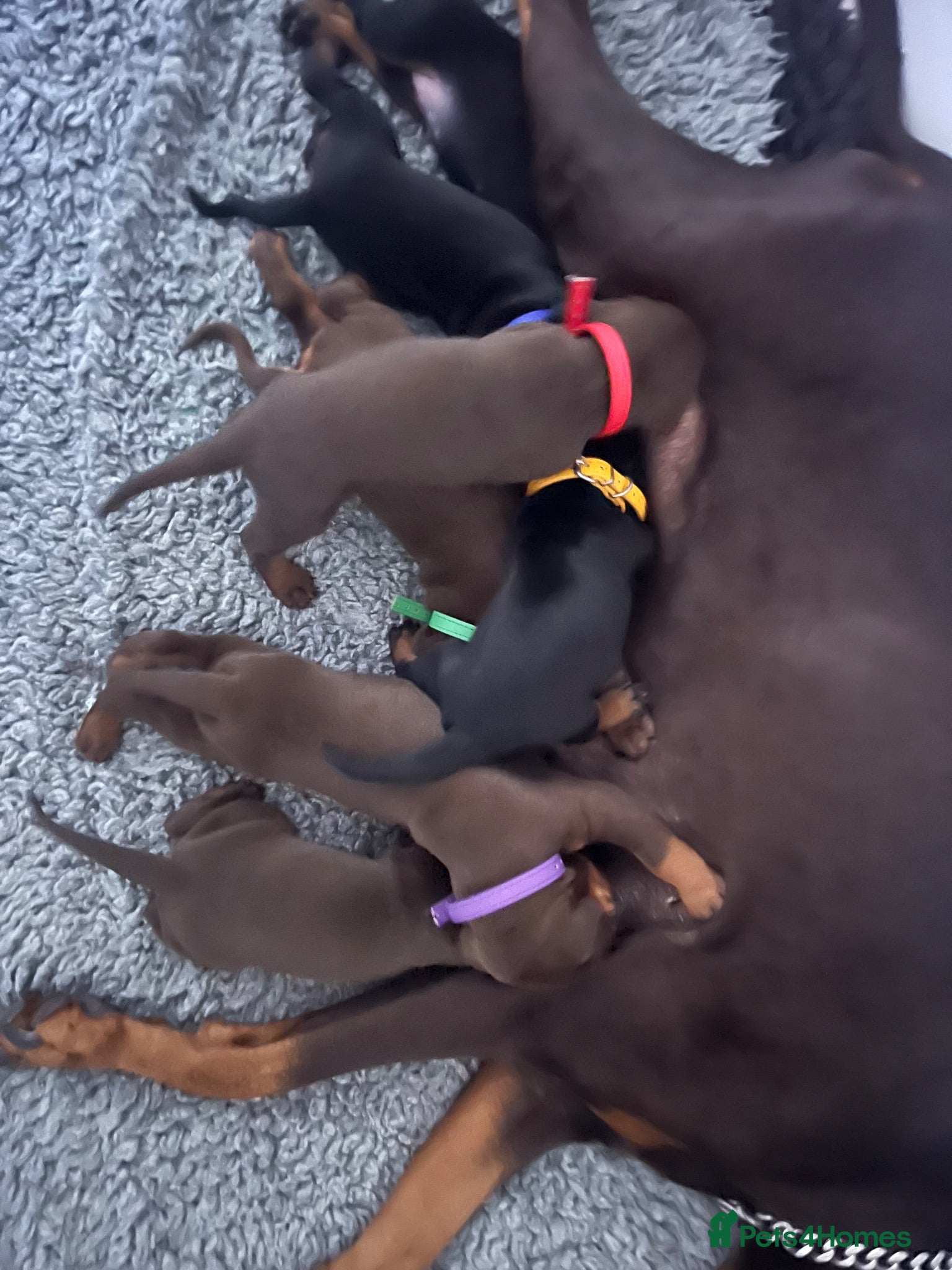 Dobermann dogs 🏆 Exceptional KC Registered Dobermann Puppies 🏆 - Advert 1