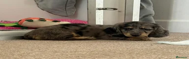 Miniature Dachshund 2