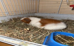 Guinea Pig rodents for sale: Two males  - Image 2