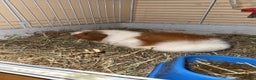 Guinea Pig rodents for sale: Two males  - Advert 2