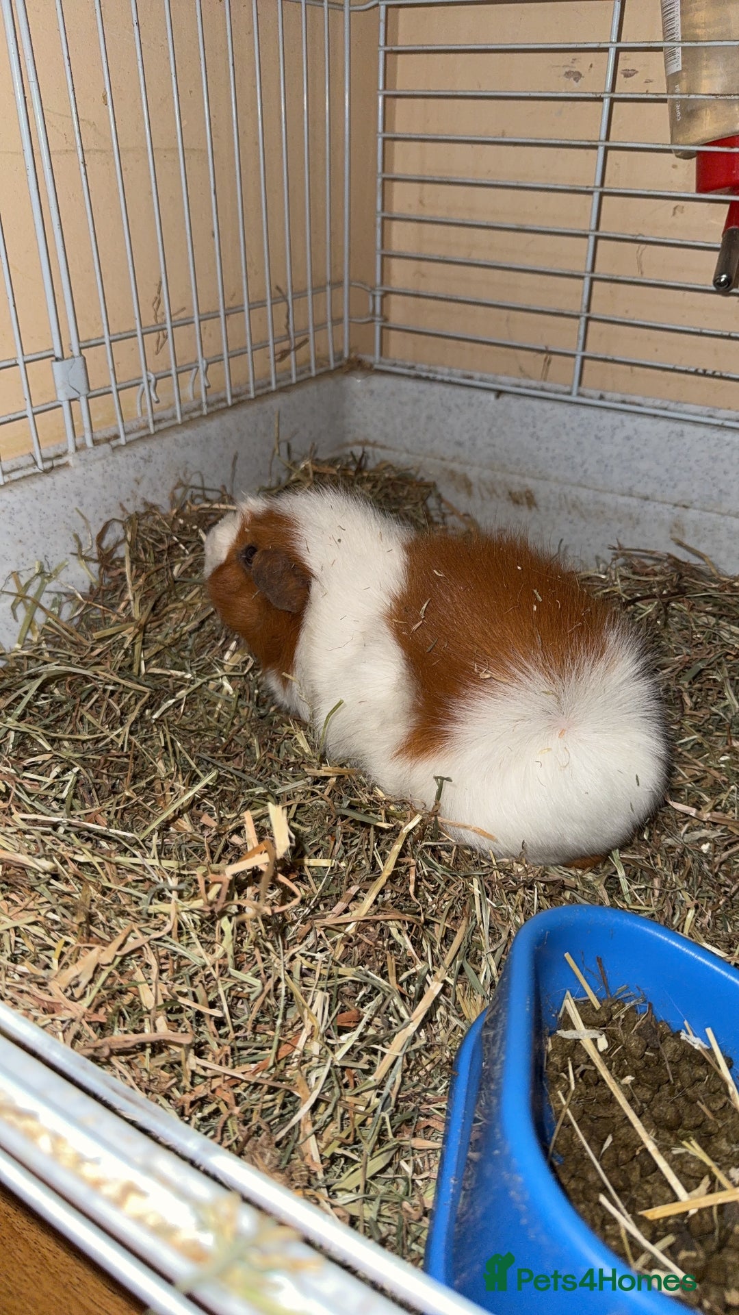 Guinea Pig rodents for sale: Two males  - Image 2