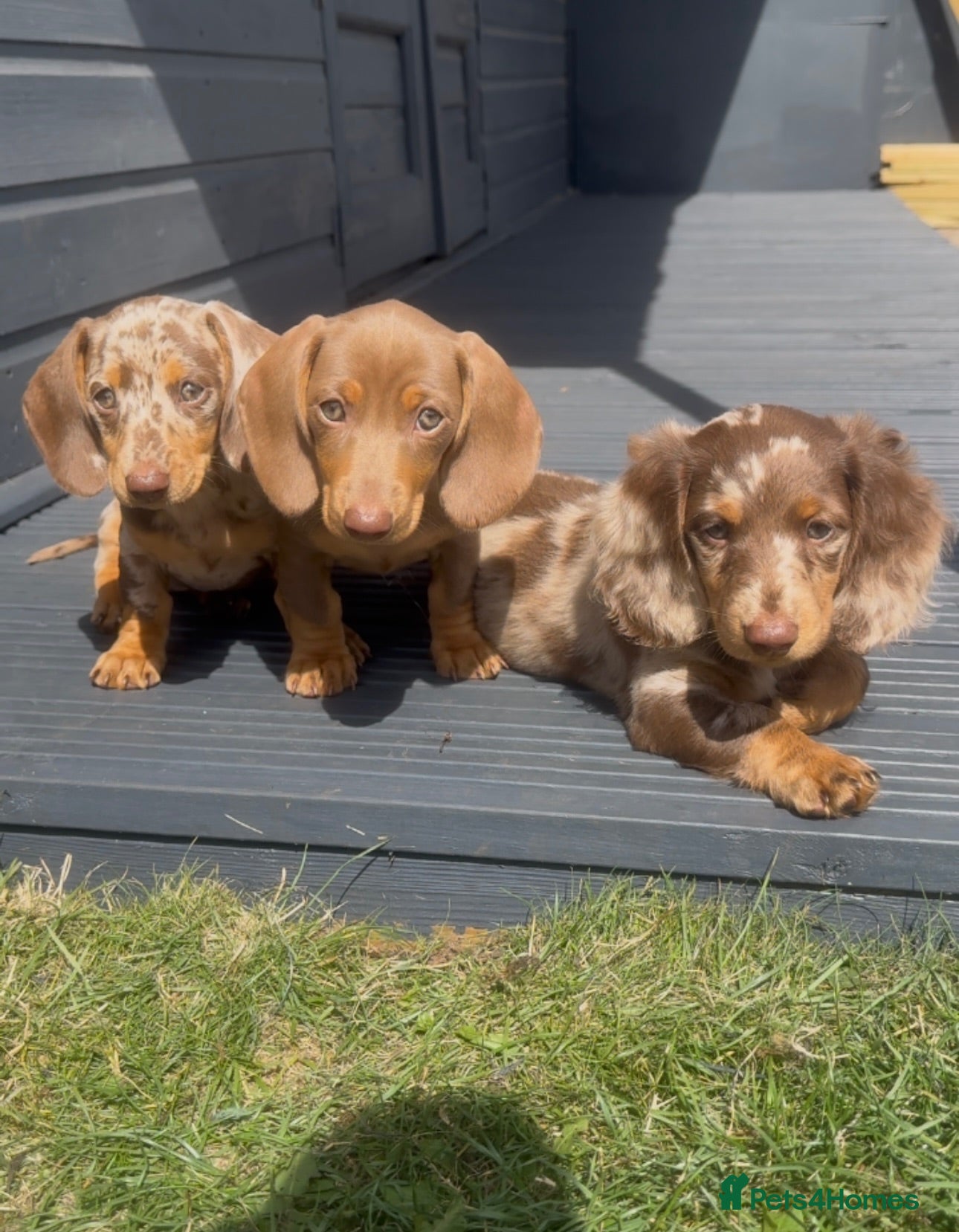 Miniature Dachshund dogs Ready to leave KC registered Miniature dachshunds - Advert 2