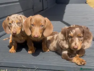 Miniature Dachshund dogs Ready to leave KC registered Miniature dachshunds - Advert 2