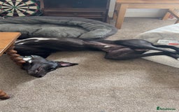 Lurcher dogs for sale: 1 Year Old Lurcher Called Vinnie - Image 4