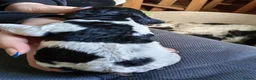 Springador dogs for sale: Beautiful springadors, 6 boys 2 girls. in Kirriemuir - Advert 8