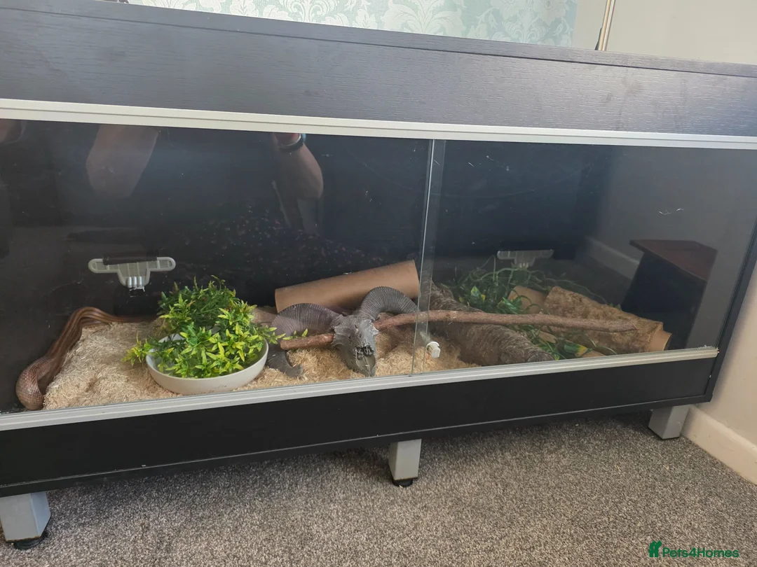 Corn Snake reptiles for sale: 2 female corn snakes in King's Lynn - Advert 2
