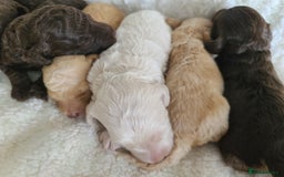 Cockapoo dogs for sale: F1b Cockapoos. Boys & Girls. DNA HEALTH TESTED - Image 12