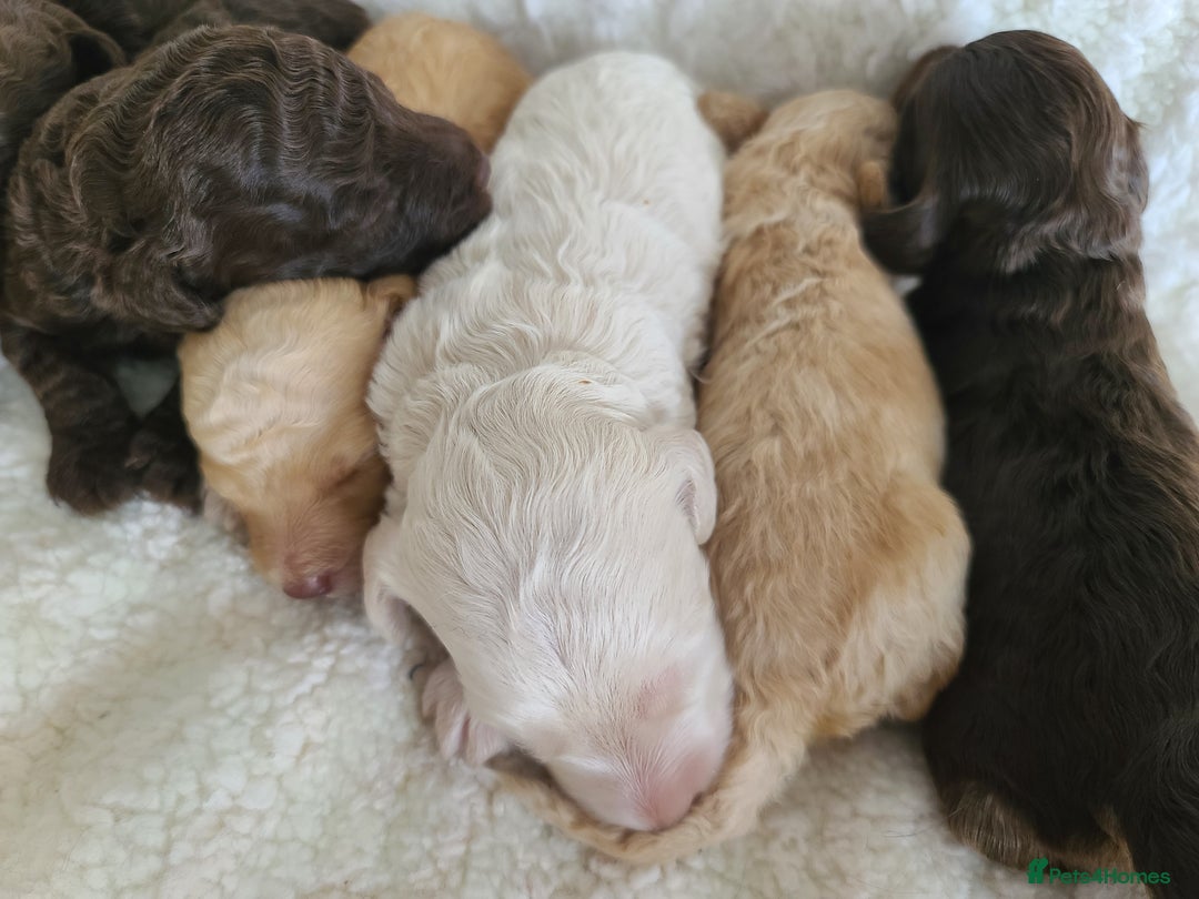 Cockapoo dogs for sale: F1b Cockapoos. Boys & Girls. DNA HEALTH TESTED - Image 12