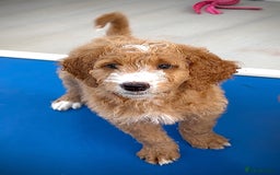 Australian Labradoodle dogs for sale: Australian Golden doodle female , ready to go - Image 3