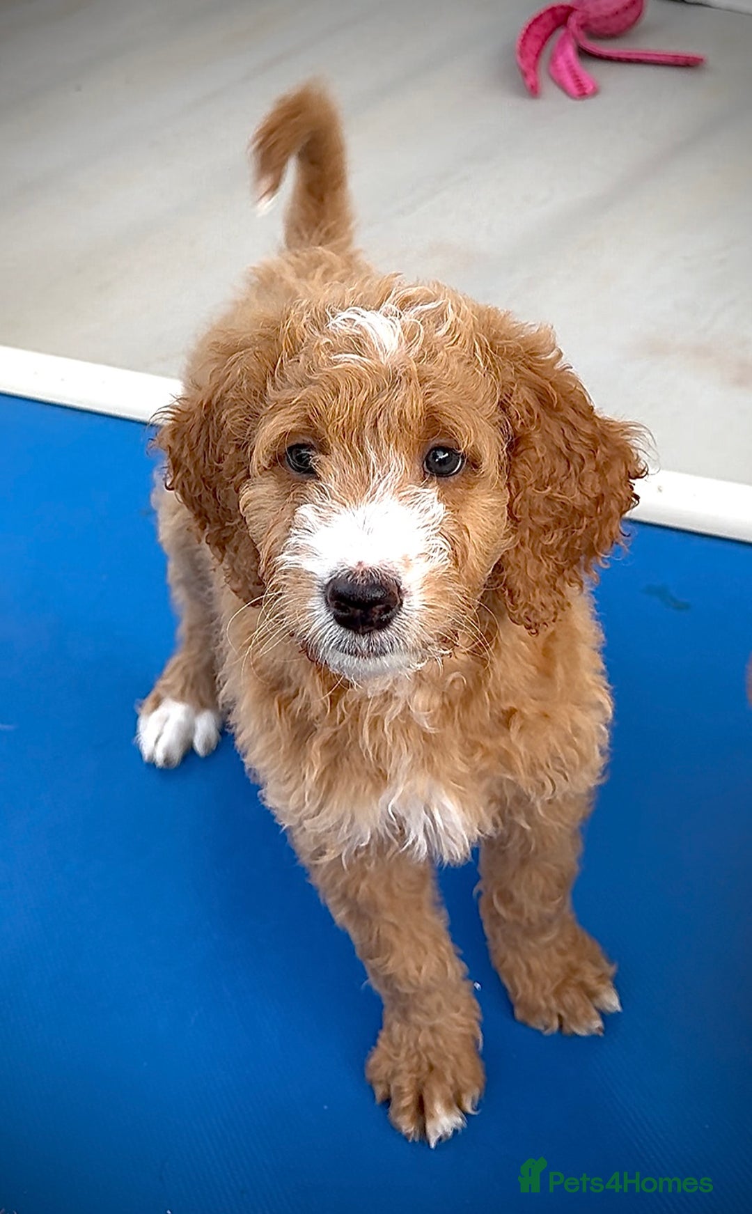Australian Labradoodle dogs for sale: Australian Golden doodle female , ready to go - Image 3