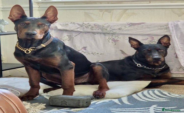 Mixed Breed dogs - Advert 5
