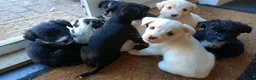 Mixed Breed dogs for sale: cockerpoo x colliestaff puppies in Cheltenham - Advert 8