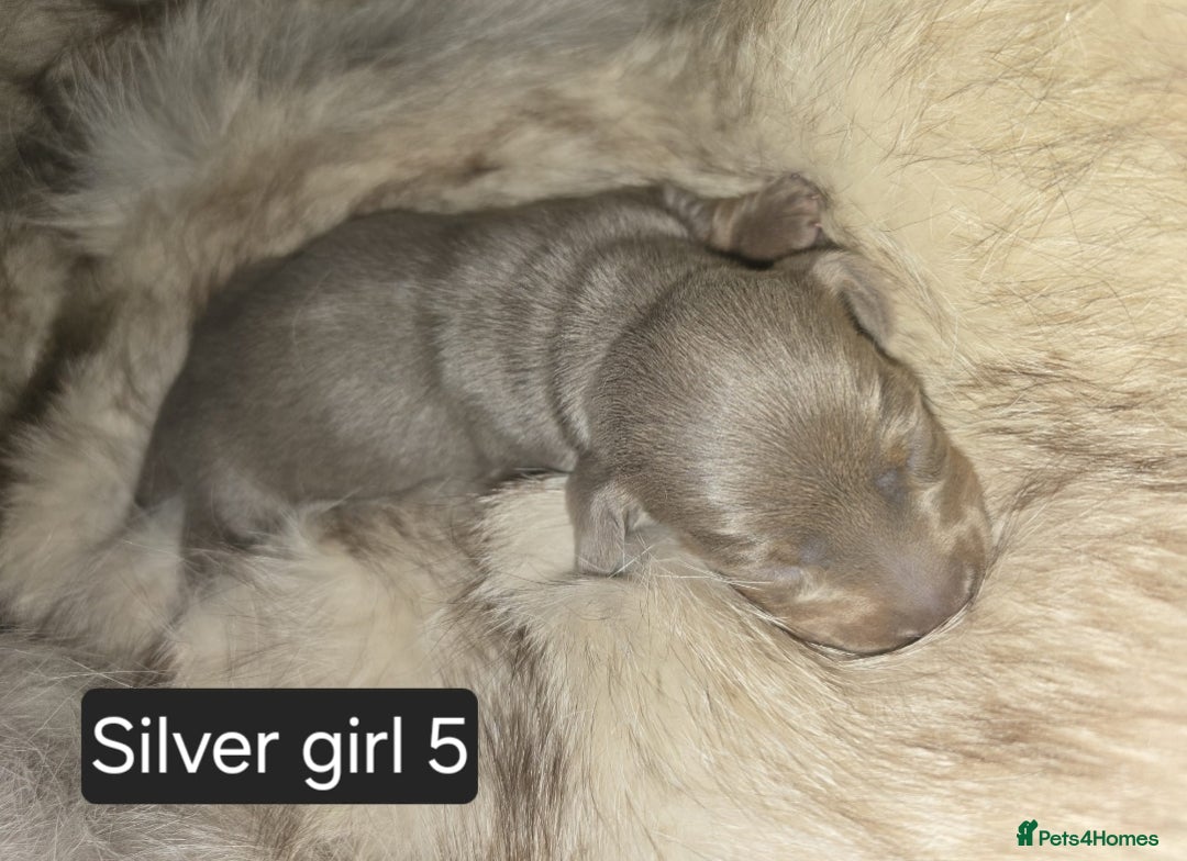 Miniature Dachshund dogs for sale: 👑🐾KC Champion Bloodline Dapples🐾👑 - Advert 13