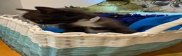 Mixed Breed cats for sale: Beautiful kittens  - Advert 13