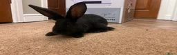 Continental Giant rabbits for sale: Continental Giant Rabbits  - Advert 7