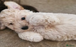 Mixed Breed dogs for sale: Maltipoo puppies All sold.  - Image 15