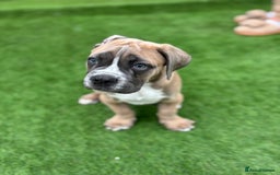 Cane Corso dogs for sale: Cane Corso Pups  - Image 3