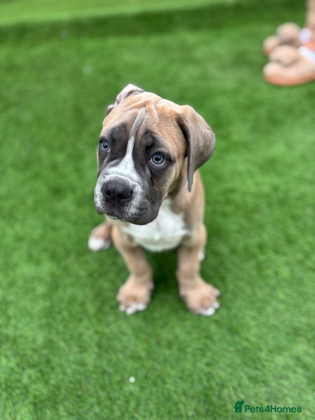 Cane Corso dogs for sale: Cane Corso Pups  - Image 3