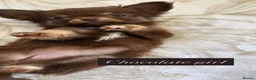 Chihuahua dogs for sale: Beautiful chihuahuas in Badminton - Advert 14