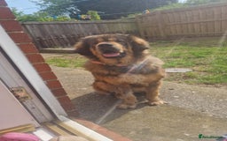 Mixed Breed dogs for sale: 9month old pup called Coco - Advert 12