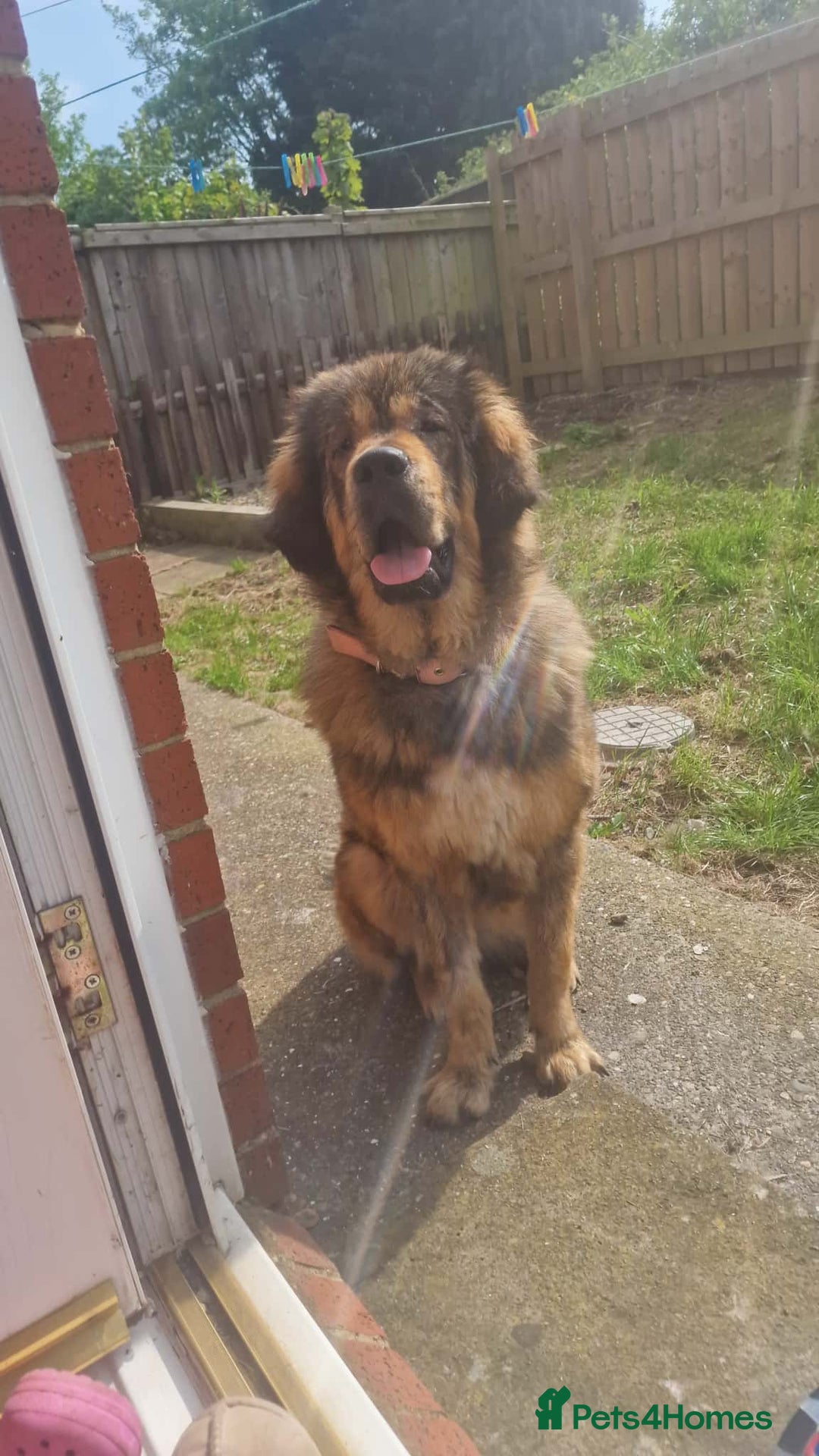 Mixed Breed dogs for sale: 9month old pup called Coco - Advert 12