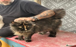 Maine Coon cats for sale: Mainecoon - Image 1