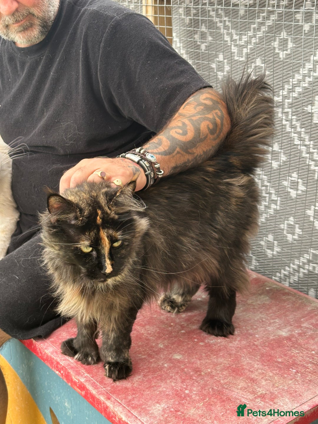 Maine Coon cats for sale: Mainecoon - Image 1