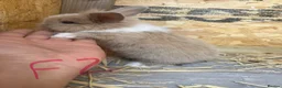 Mini Lion Lop rabbits for sale: Beautiful Mini Lion Lop Bunnies  in Rochdale - Advert 7