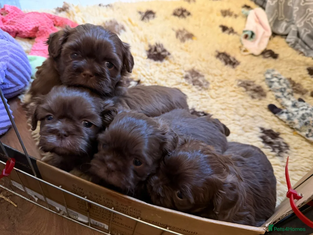 Shih Tzu dogs for sale: Adorable lavender & chocolate Shih Tzu puppies  - Advert 18