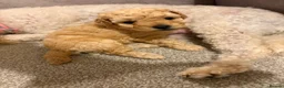 Miniature Poodle dogs for sale: Two female apricot miniature poodles  - Advert 15