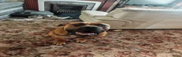 Boerboel dogs for stud: Boerboel male for stud - Advert 15