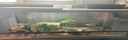 Leopard Gecko reptiles for sale: Leopard gecko aptor and vivarium in Southampton - Advert 3