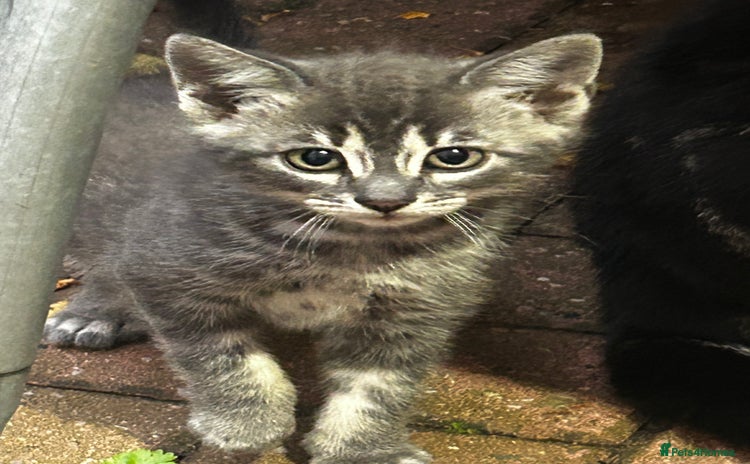 Persian cats - Advert 1