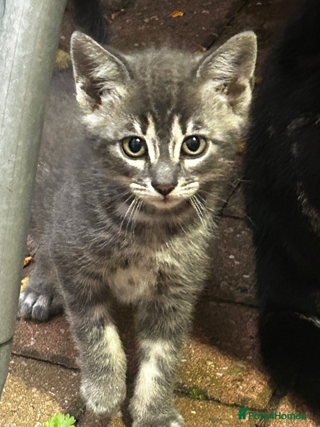 Persian cats for sale: The cat need new home who can look after them  - Image 1