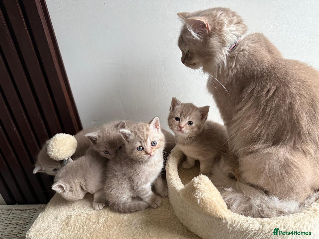 British Shorthair cats for sale: Beautiful British Shorthair kittens 3 Boys 2 Girls - Advert 7