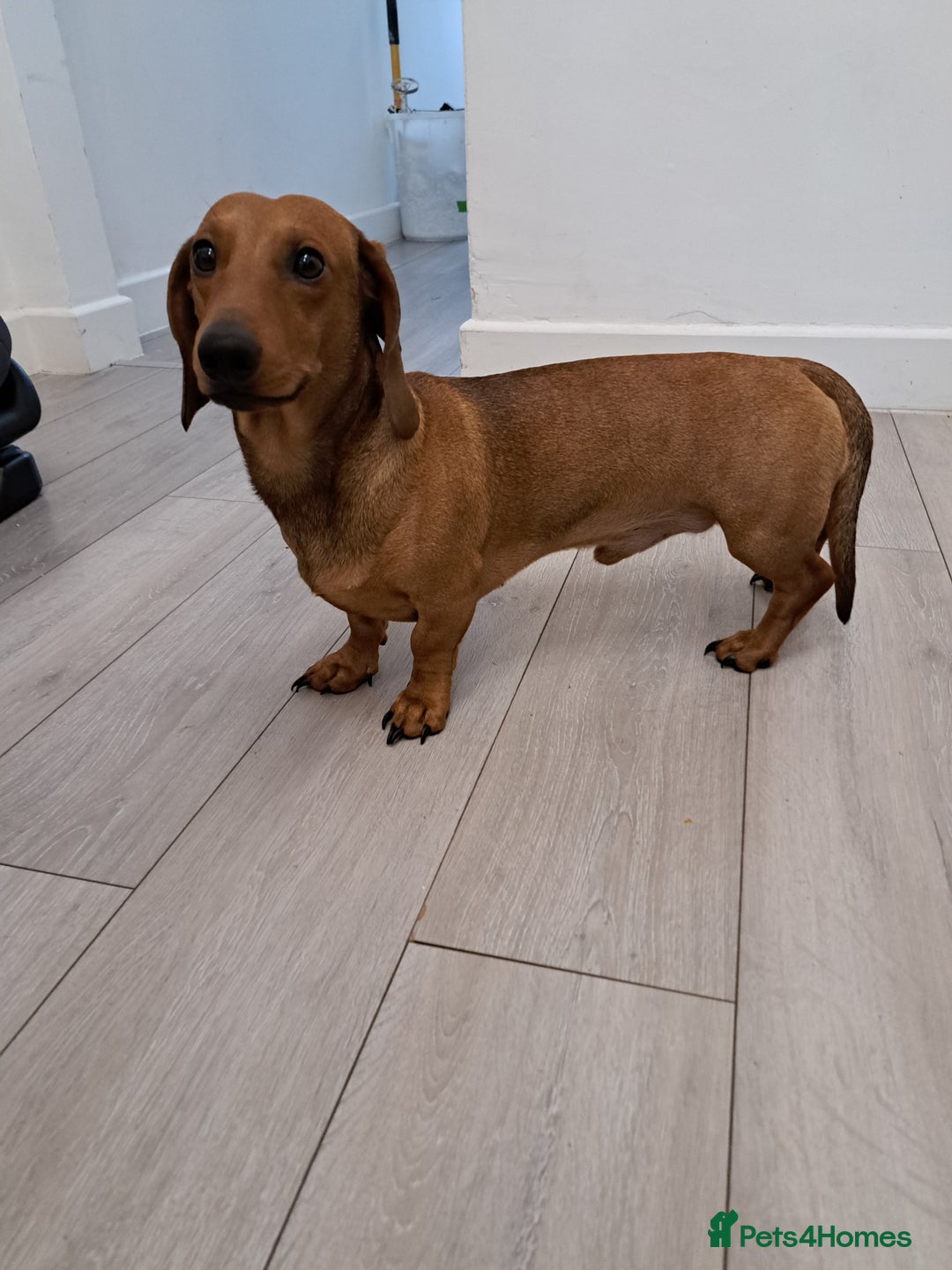 Dachshund dogs for stud: Gorgeous standard red Dachshund for stud in Slough - Image 3