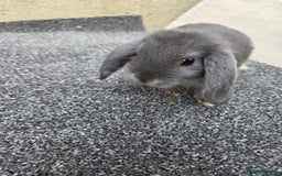 Mini Lop rabbits for sale: Baby lops, only 2 black ones left - Image 5