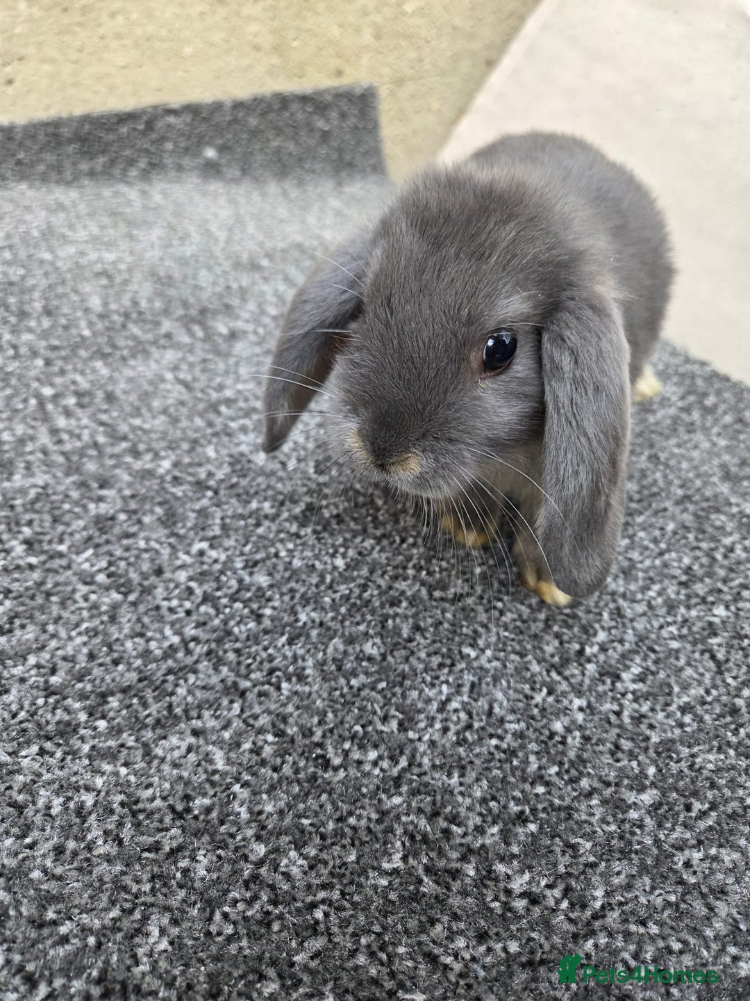 Mini Lop rabbits for sale: Baby lops, only 2 black ones left - Image 5