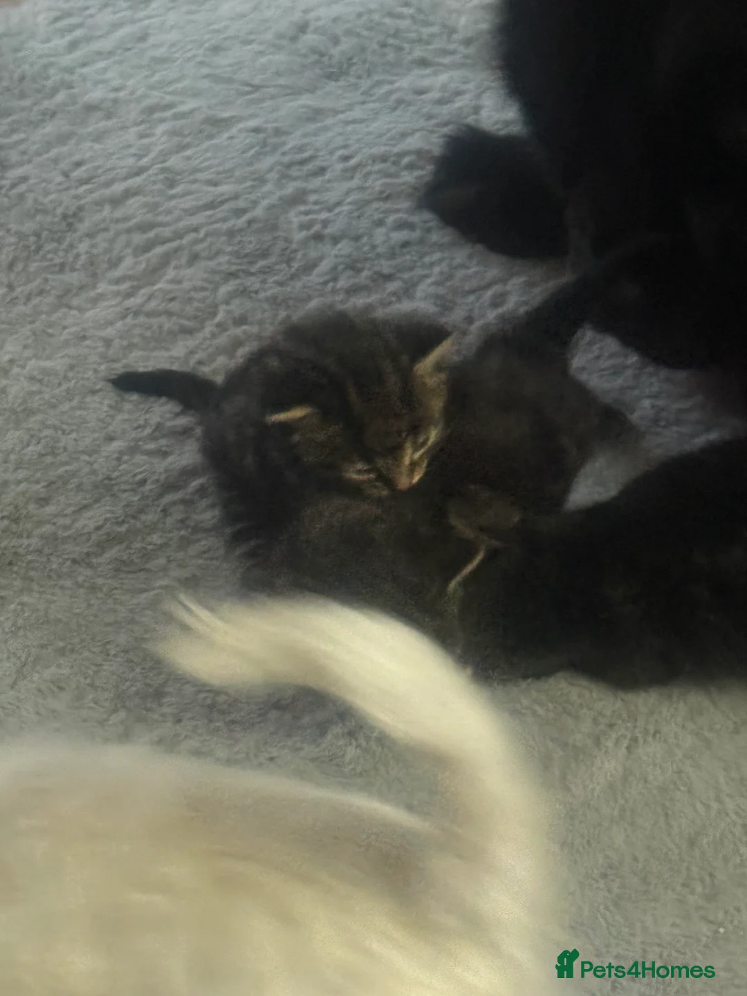 Domestic Shorthair cats for sale: 4 beautiful kittens ready for there forever homes  - Advert 11