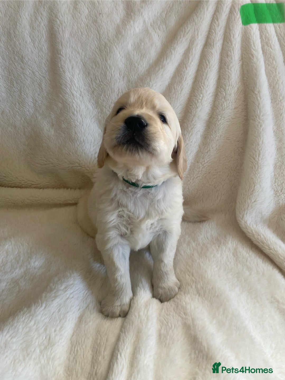 Golden Retriever dogs for sale: Fluffy Cream & Gold Golden Retriever Puppies - Image 25