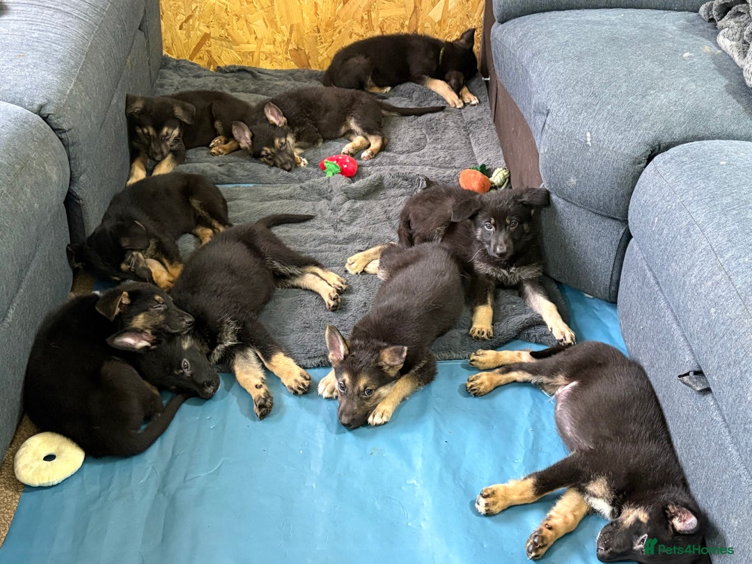 German Shepherd dogs for sale: German Shepherd puppies for sale - Image 7