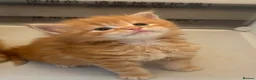 Maine Coon cats for sale: ONLY 3 BOYS REMAIN mainecoon kittens  - Advert 5