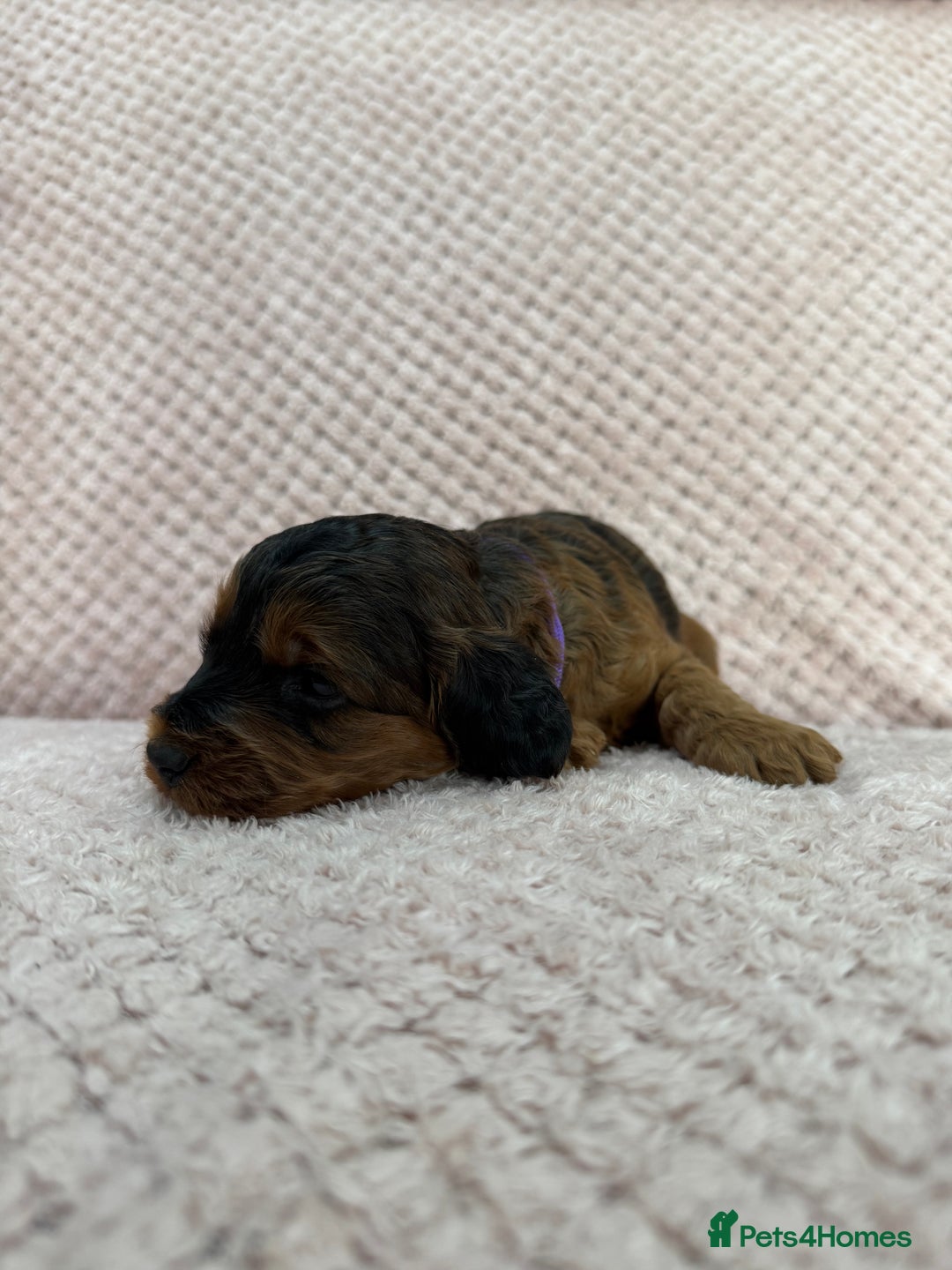 Cockapoo dogs for sale: Beautiful Cockapoos puppies - fully health tested  - Advert 8