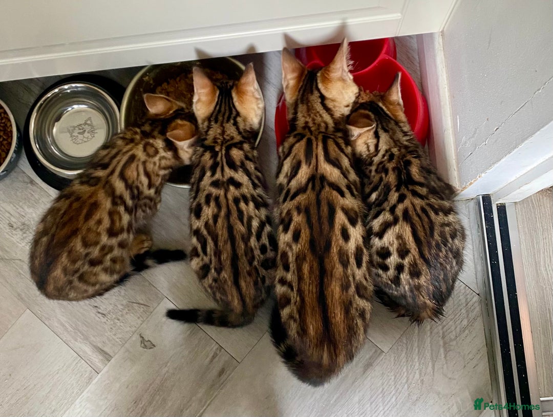 Bengal cats for sale: Top quality pure Bengal kittens available now - Image 13