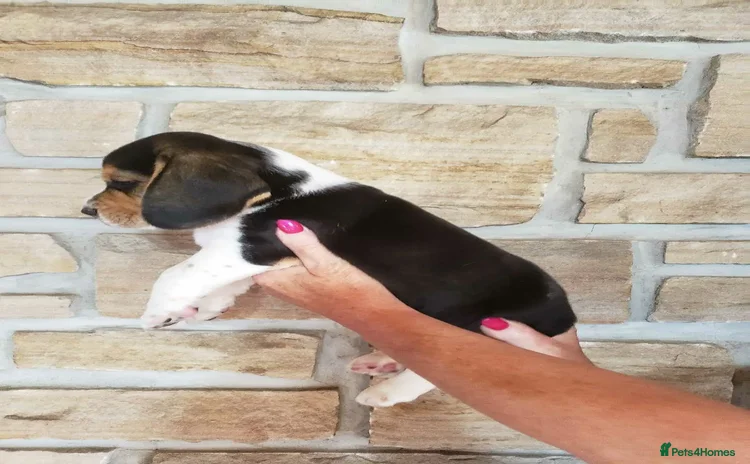 Beagle dogs - Advert 1