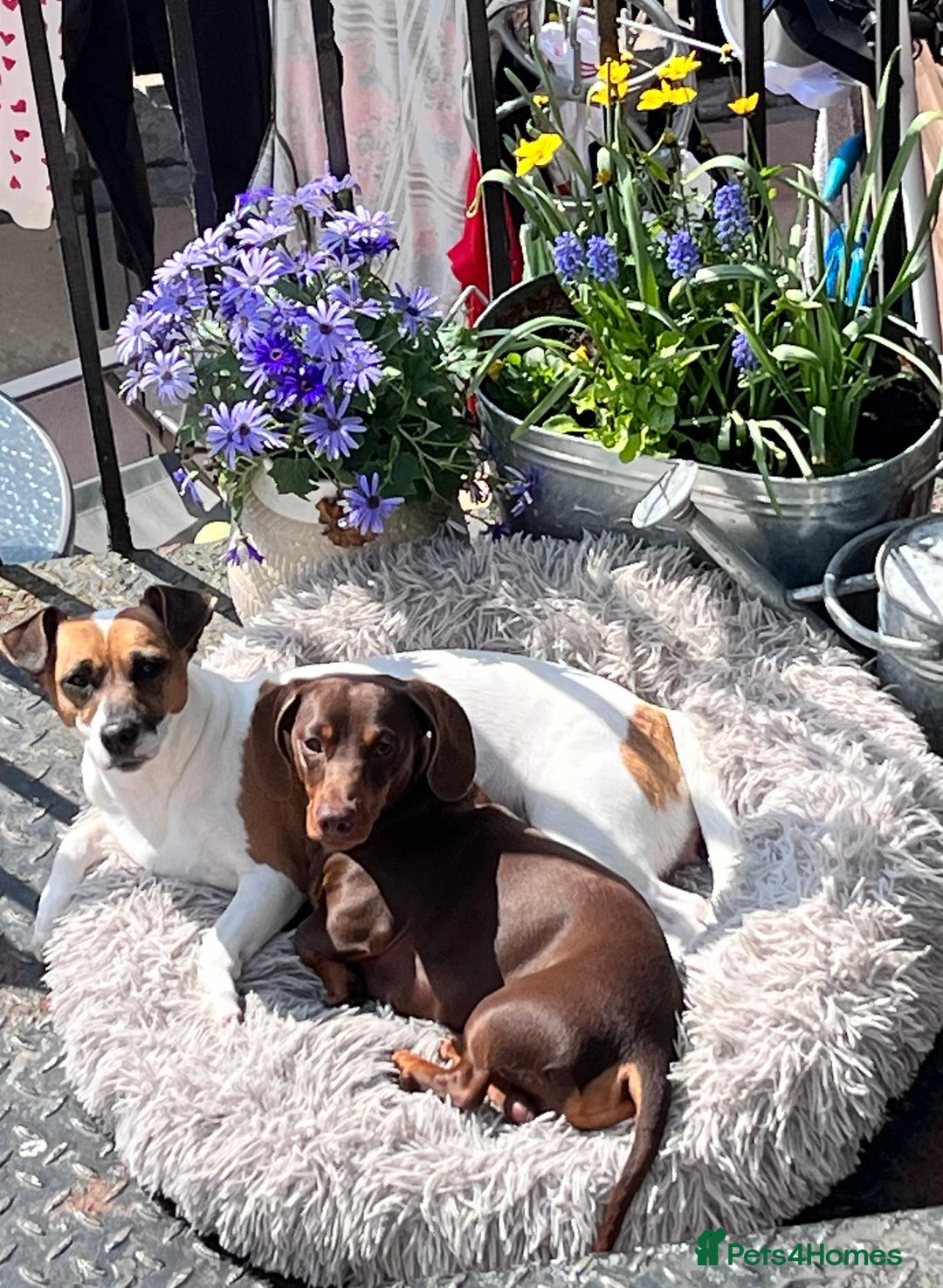 Mixed Breed dogs for sale: 5 Jack Russell x miniature dashound puppies £800 - Image 8