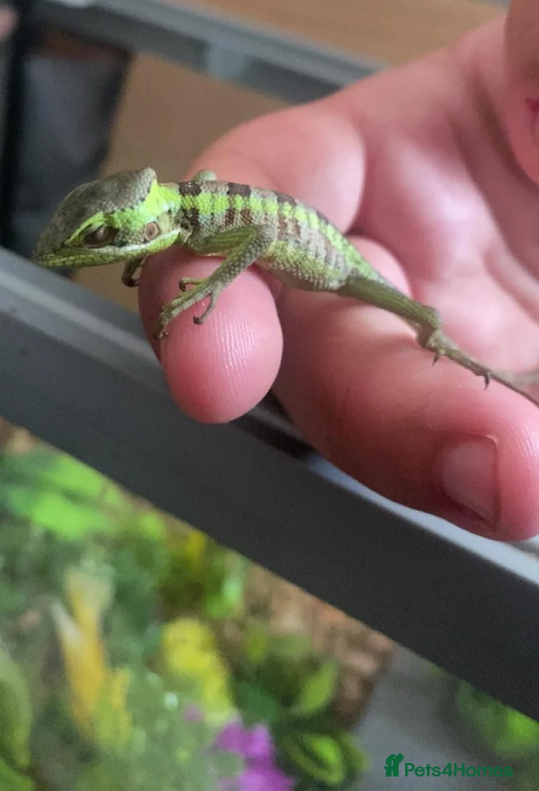 Iguana reptiles for sale: X2 baby iguanas for sale - Advert 1